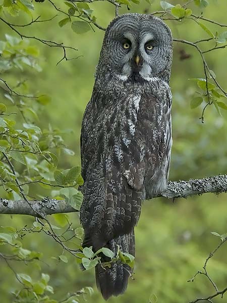 Lapinpöllö, Great Grey Owl, Strix nebulosa
